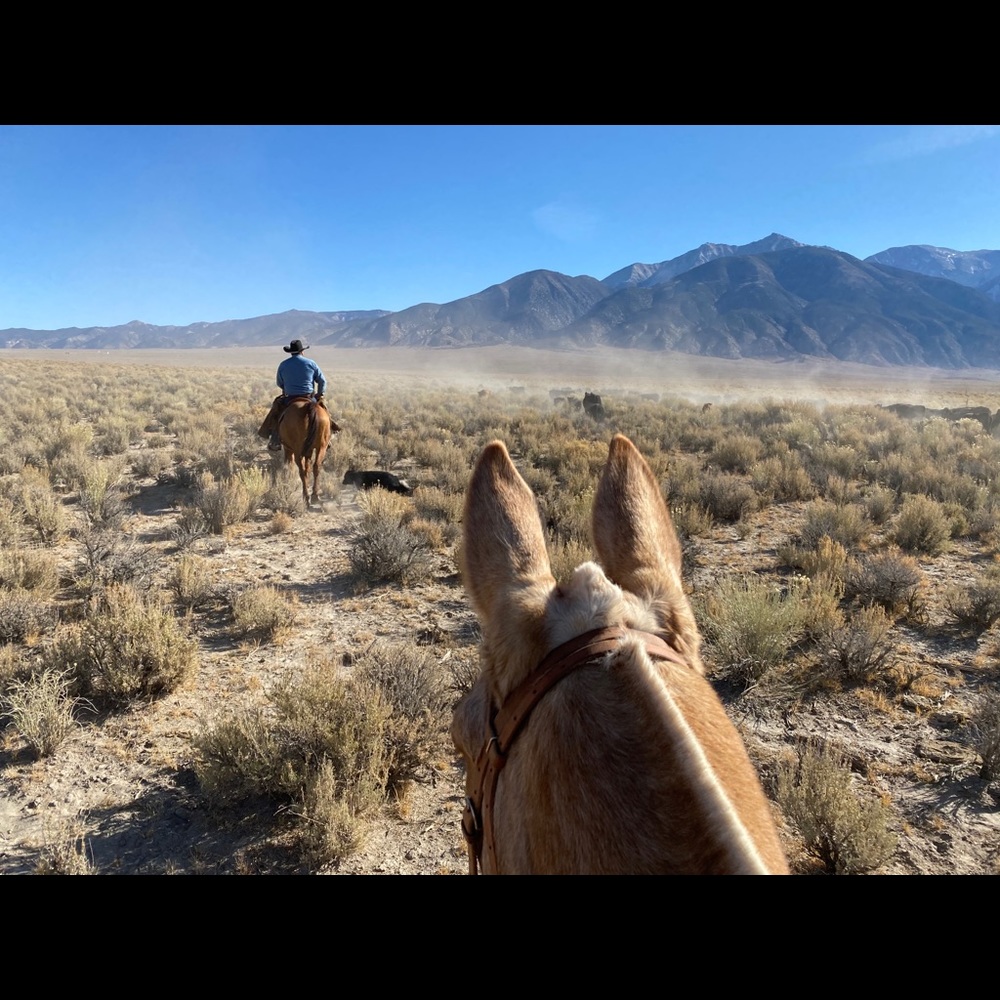 Meet your Posher, Toni